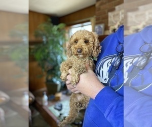 Father of the Mal-Shi-Poodle (Miniature) Mix puppies born on 12/10/2024