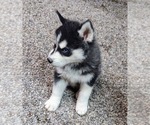 Small #2 Siberian Husky