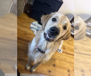 English Cream Golden Retriever Puppy for sale in COLUMBUS, IN, USA