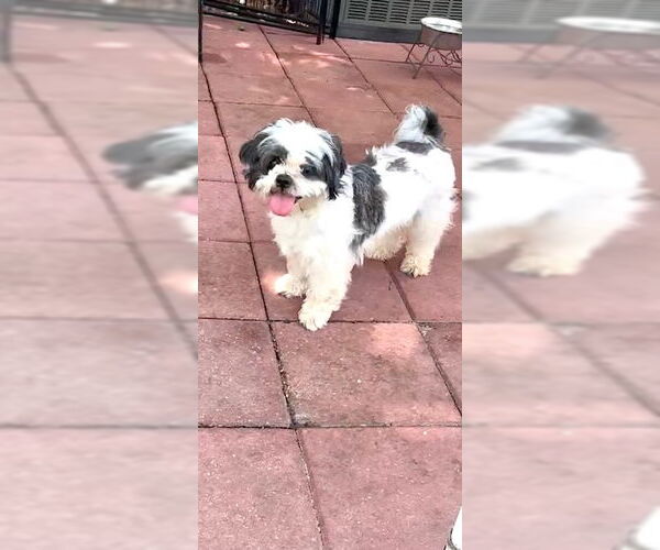Medium Photo #3 Shih Tzu Puppy For Sale in Weston, FL, USA