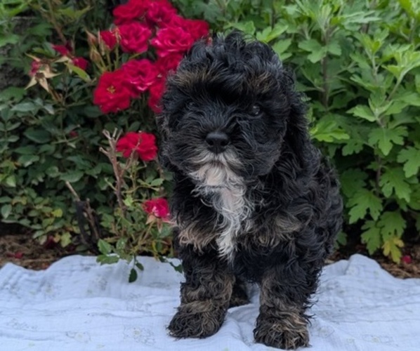 Medium Photo #2 Cock-A-Poo Puppy For Sale in GOSHEN, IN, USA