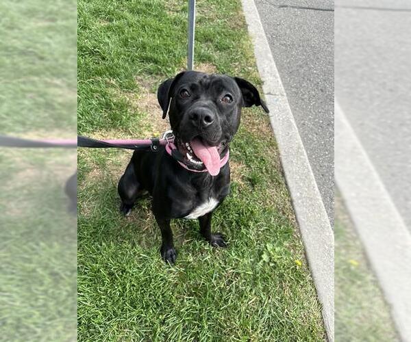 Medium Photo #1 Labrador Retriever-Unknown Mix Puppy For Sale in Vaughan, Ontario, Canada