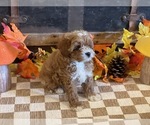 Milo - Male Cavapoo (Miniature) Puppy for Sale - Photo #4