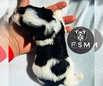 Small #1 Schnauzer (Miniature)