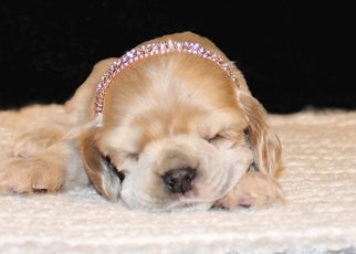 Cocker Spaniel Puppy for sale in TERRY, MS, USA