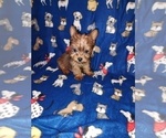 Puppy 2 Yorkshire Terrier