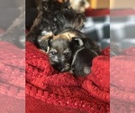 Small Photo #3 Schnauzer (Miniature) Puppy For Sale in MOORE, OK, USA