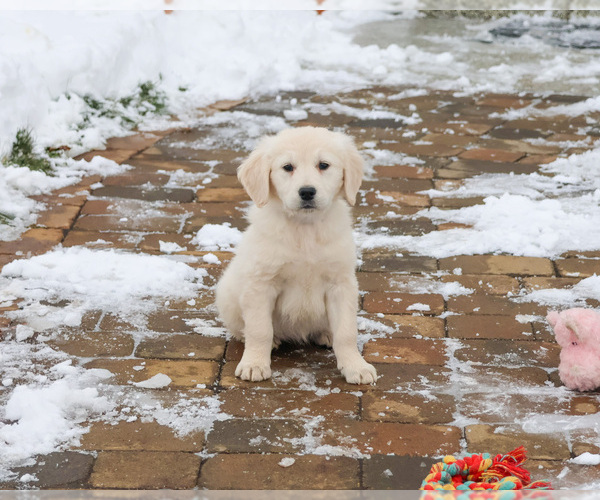 Medium Photo #3 English Cream Golden Retriever Puppy For Sale in SYRACUSE, IN, USA