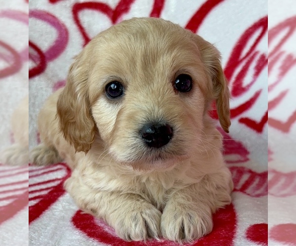 Medium Photo #1 Cavapoo (Miniature) Puppy For Sale in WAUSEON, OH, USA