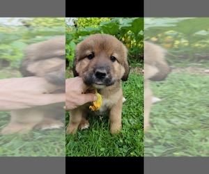 Bernese Mountain Dog-Caucasian Shepherd Dog Mix Puppy for sale in STEVENS, PA, USA