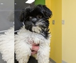 Small ShihPoo