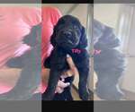 Small #1 Boykin Spaniel Mix