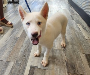 Siberian Husky Puppy for sale in MARIETTA, GA, USA