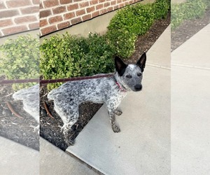 Rio Roo - Female Mutt Dog for Adoption - Photo #9