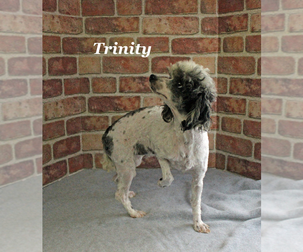 Medium Photo #19 Poodle (Miniature) Puppy For Sale in CHANUTE, KS, USA