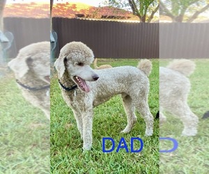 Father of the Poodle (Standard) puppies born on 08/19/2022