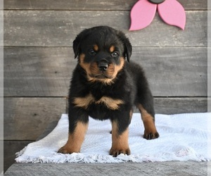 Rottweiler Puppy for sale in FREDERICKSBURG, OH, USA