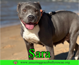 Sara - Female American Pit Bull Terrier-Unknown Mix Dog for Adoption - Photo #2