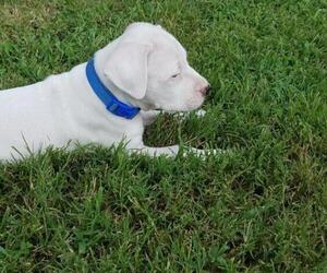 Dogo Argentino Puppy for sale in MOUNT PLEASANT, TX, USA