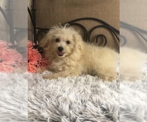 Maltese-Poodle (Toy) Mix Puppy for sale in HAVANA, AR, USA