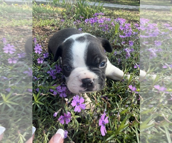 Medium Photo #4 Boston Terrier Puppy For Sale in FREDONIA, KS, USA