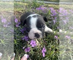 Small #3 Boston Terrier