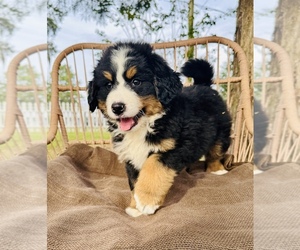 Bernese Mountain Dog Puppy for Sale in OCALA, Florida USA