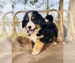 Small Photo #1 Bernese Mountain Dog Puppy For Sale in OCALA, FL, USA
