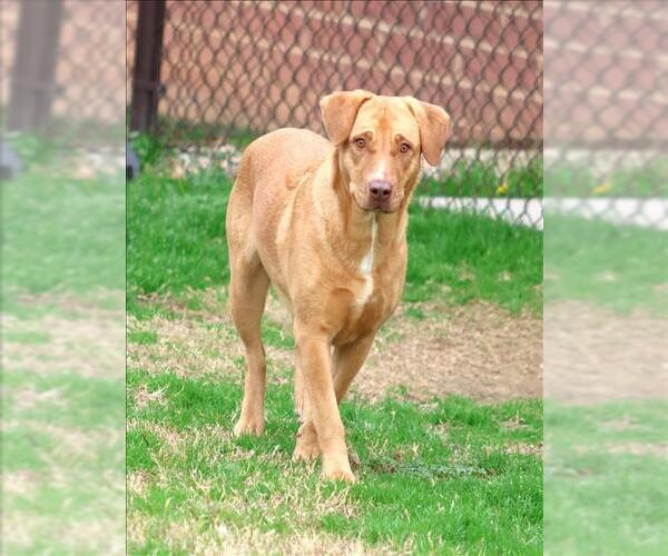 Medium Photo #2 Labrador Retriever-Unknown Mix Puppy For Sale in Grovetown, GA, USA