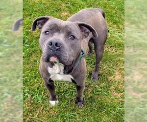 Staffordshire Bull Terrier Dogs for adoption in Akron, OH, USA