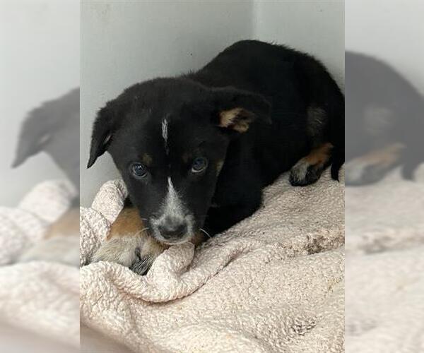 Medium Photo #1 German Shepherd Dog-Unknown Mix Puppy For Sale in Houston, TX, USA