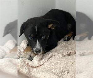 German Shepherd Dog-Unknown Mix Dogs for adoption in Houston, TX, USA