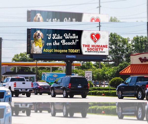 Medium Photo #12 Mutt Puppy For Sale in North Myrtle Beach, SC, USA