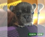 Puppy Puppy 4 Black French Bulldog