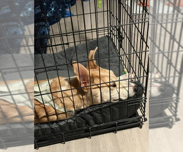 Medium Photo #7 Mutt Puppy For Sale in Sandy, UT, USA