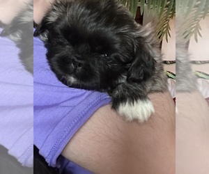 Pekingese Puppy for sale in MARTINSVILLE, VA, USA