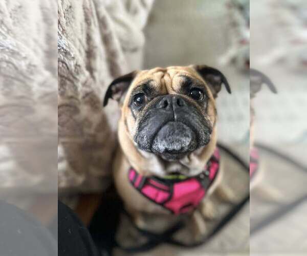 Medium Photo #1 Miniature Bulldog Puppy For Sale in Mundelein, IL, USA