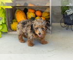 Small #4 Poodle (Miniature)