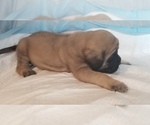 Small Photo #32 Mastiff Puppy For Sale in FULTON, NY, USA