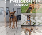 Small #9 Boxer Mix