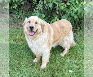 Golden Retriever Dogs for adoption in Spring Lake, NJ, USA