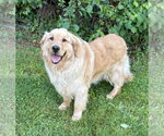 Small Golden Retriever