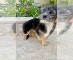 Small #6 Shih Tzu Mix