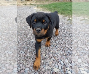 Rottweiler Puppy for sale in GRANTSVILLE, MD, USA