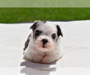 Shih Aussie Puppy for sale in PALM COAST, FL, USA