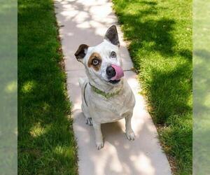 Catahoula Leopard Dog Dogs for adoption in Akron, OH, USA