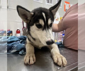Jenna - Female Siberian Husky Dog for Adoption - Photo #2