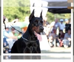 Small Photo #4 Doberman Pinscher Puppy For Sale in ACTON, ME, USA