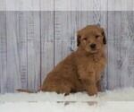 Small #1 Goldendoodle