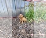 Puppy Lexi Cavapoo mix (+ Poodle Miniature)